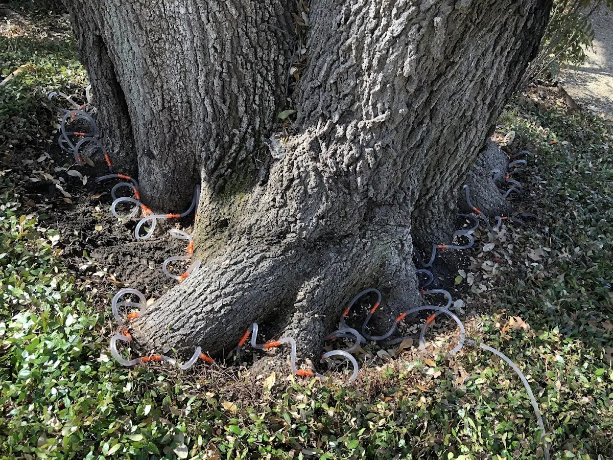 Detailed Tree Cabling and Bracing job site in Beals