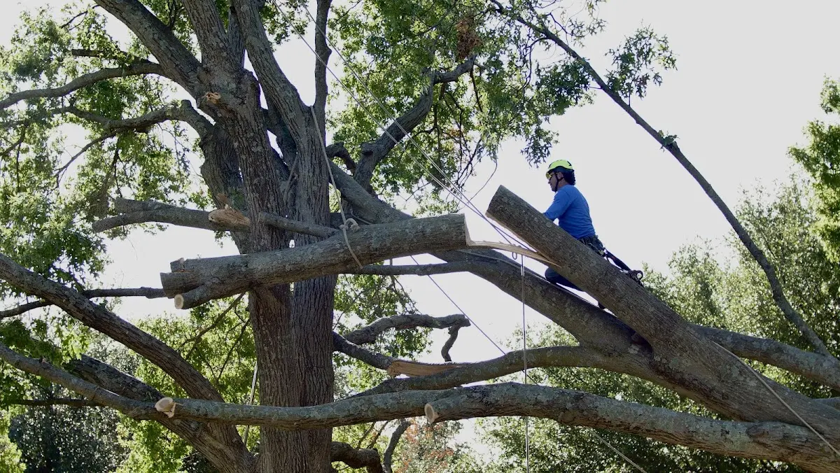 Professional Crown Thinning performed by certified arborists in Beals